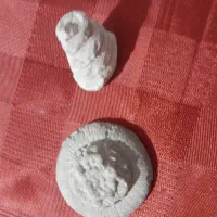 فسیل عروس دریایی