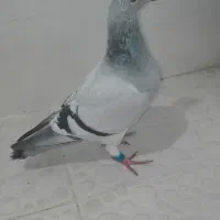 فروشی یامعاوضه هم دارم باپرنده|بدلیجات|برازجان, |دیوار