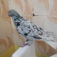 پرنده خوشگل نوک ریز زیبا|پرنده|مشهد مرغاب, |دیوار