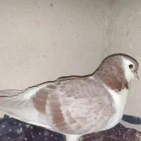 کبوتر سبزالمانی ساده نر