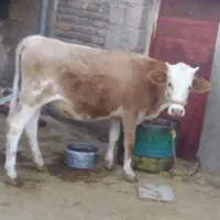 تلیسه جوان  مخصوص داشت