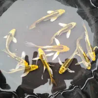 ماهی کوی آکواریومی