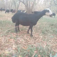 فروش طلای سیاه|حیوانات مزرعه|صوفیان, |دیوار