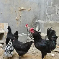 مرغ خروس گلین اصیل و مرغ ایام سمانی|حیوانات مزرعه|کاکی, |دیوار