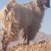 چپش