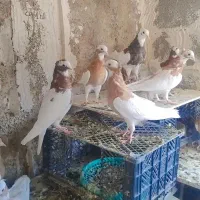 طوقی طوق سرخ طوق زرد طوق سرکه ای طوق سیاه کله|پرنده|شیراز, کوشک میدان|دیوار