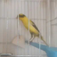 قناری|پرنده|نجفآباد, ویلاشهر|دیوار