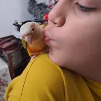 گرینچیک اهلی، سخنگو، با شناسنامه،نر و حلقه پا