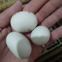 سنگ‌الماس(اسیاب)