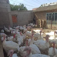 بوقلمون بیوتی گوشتی ارگانیک|حیوانات مزرعه|آق قلا, |دیوار