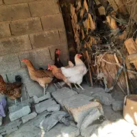 مرغ و خروس محلی در بخش شبانکاره|حیوانات مزرعه|شبانکاره, |دیوار