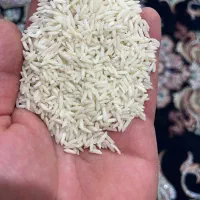 برنج هاشمی الک یک مال امسال