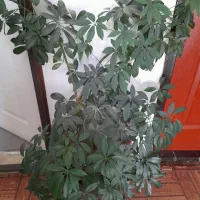 گل و گیاه های خانگی|گل و گیاه طبیعی|نمین, |دیوار