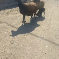 دومیش درجه یک|حیوانات مزرعه|کوهدشت, |دیوار