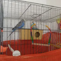 پرنده‌|پرنده|شاهدشهر, |دیوار