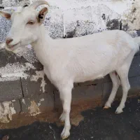 دو عدد بز سانن