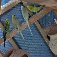 مرغ عشق و عروس هلندی همراه قفس ها|پرنده|سراوان, |دیوار