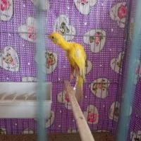 قناری جیبر طلایی مست اماده جفت