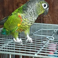 جفت گرینچیک بلک کاپ ارزون