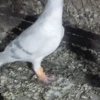 پاکستانی کرمونی