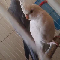 جفت عروس هلندی مولد