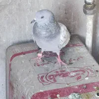 کفتردهاتی انگلیسی پاکستانی|پرنده|تهران, اسکندری|دیوار