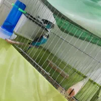 مرغ عشق بارور همراه با تخم