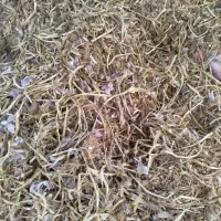 ضایعات سیر