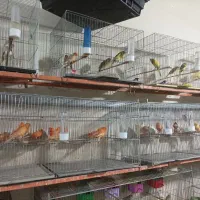 قناری پرنده سرای چکاوک|پرنده|خوی, |دیوار