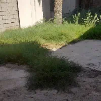 خدمات باغبانی|خدمات باغبانی و درختکاری|بندر ماهشهر, |دیوار