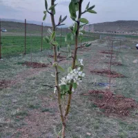 فروش فوری ۵۰۰ الی ۱۰۰۰متر زمین باغی درشازند