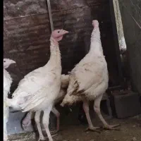 بوقلمون پرورشی|حیوانات مزرعه|الشتر, |دیوار