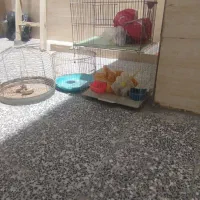 قفس