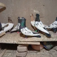 کبوتر رنگی پرشی