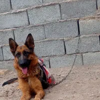 سگ ژرمن