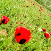 درخواست سرویس مدرسه  از کارشناسان. به کوثر