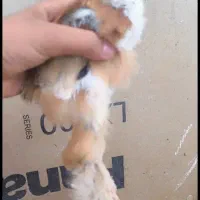 جوجه برهما
