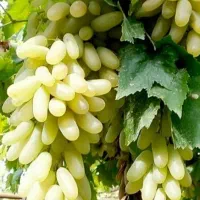فروش انگور فخری مقاوم به سرما در قروه،ارسال فوری