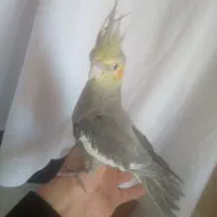 عروس هلندی دستی