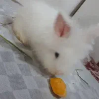 خرگوش سفیدق ف س