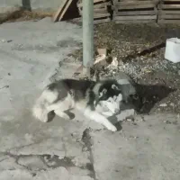 سگ هاسکی ماده برای نگهداری