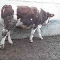 گوساله نر سیمینتال