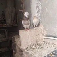 طوقی