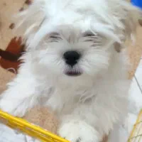 شیتیزو شناسنامه دار معاوضه