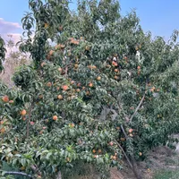 فروش زمین ۳۸۰ متری در ملارد|فروش زمین و ملک کلنگی|کرج, ملارد|دیوار