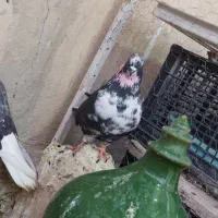 کفتر گرویی قم|پرنده|تهران, منیریه|دیوار