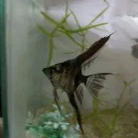 ماهی|ماهی|جهرم, |دیوار