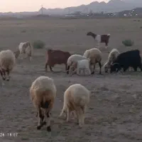 ۴ عدد میش بفروش می رسد