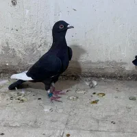 کفتر یهودی و قره|پرنده|شیراز, نصر|دیوار