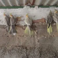 معاوضه یا فروش